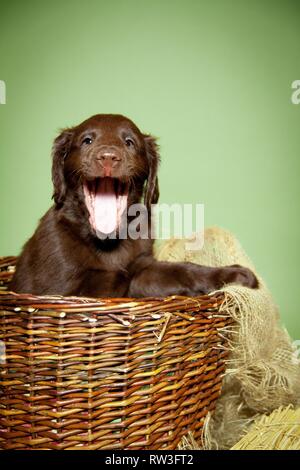 Appartamento rivestite Retriever Puppy in cestello Foto Stock