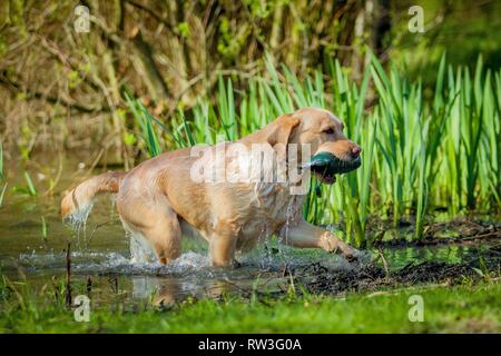 Trottare Labrador Retriever Foto Stock