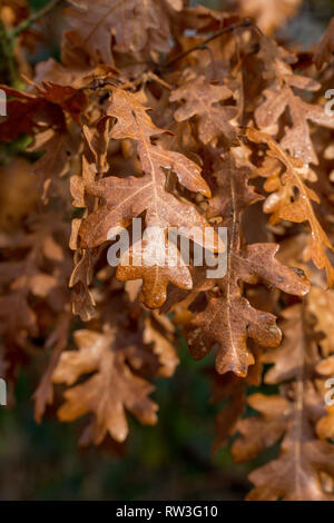 Marrone quercia autunnale l(Quercus) eaves sul ramo nella luce del sole Foto Stock