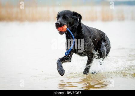 Esecuzione di Labrador Retriever Foto Stock