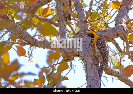 Campo Flicker, Colaptes campestris, una specie di uccello della famiglia Picchio, Pocone, Pantanal, Mato Grosso, Brasile Foto Stock