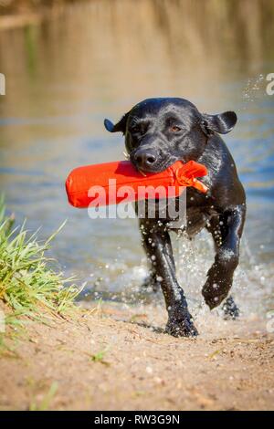 Esecuzione di Labrador Retriever Foto Stock