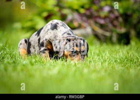 Louisiana Catahoula Leopard cucciolo di cane Foto Stock