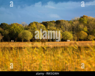 Lough Macnean sul confine di Fermanagh Cavan in autunno, Contea di Fermanagh, Irlanda del Nord Foto Stock