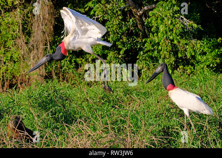 Jabiru Aeroporto cicogne, Jabiru Aeroporto Mycteria, Cuiaba River, Porto Jofre, Pantanal Matogrossense, Mato Grosso do Sul, Brasile Foto Stock