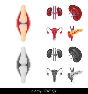 Osso,rene,urinario,pancreas,TENDINE,sistema endocrino,,il legamento,fagioli,Vescica,il diabete,pregiudizio,trapianto,excretory,digestivi muscolo,,pietre,femmina,corpo,di midollo osseo,Schema,,riproduttiva il cancro,congiunto,malattia,ovaia,alimentare cartilagine,,uterino tumore,,biology,scientific,ricerca,laboratorio,anatomia,organo interno,,medical,,umana salute,impostare,vettore,icona,immagine,isolato,raccolta,design,l'elemento,graphic,segno vettori vettore , Illustrazione Vettoriale