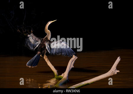 Anhinga, Anhinga Anhinga, chiamato anche Snakebird o Darter, Cuiaba River, Pantanal, Mato Grosso do Sul, Brasile Foto Stock