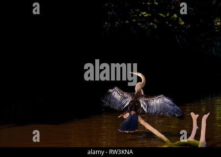 Anhinga, Anhinga Anhinga, chiamato anche Snakebird o Darter, Cuiaba River, Pantanal, Mato Grosso do Sul, Brasile Foto Stock