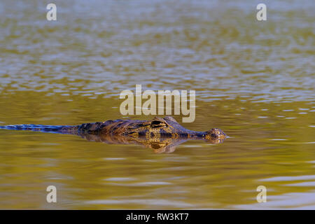 Chiusura del Caimano Yacare, Crocodilus Caimano Yacare Jacare, nuotare nel fiume Cuiaba, Pantanal, Porto Jofre, Brasile Foto Stock