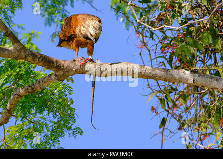 Black Hawk a collare, Busarellus Nigricollis, appollaiato su un albero e mangiare un serpente, Pantanal, Porto Jofre, Brasile Foto Stock