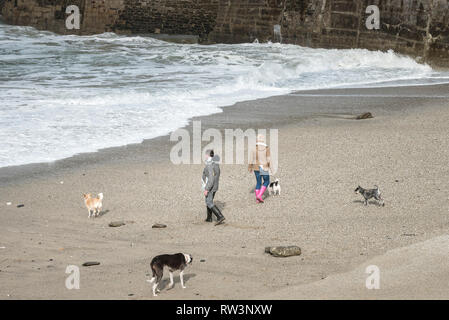 Dog walkers sulla spiaggia a Portreath in Cornovaglia. Foto Stock