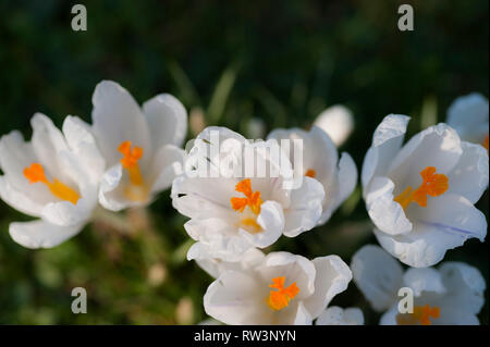 Una vista ingrandita della molla fioriture di crochi bianco Croci. Foto Stock