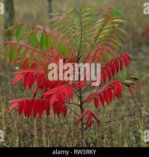 Piccolo staghorn sumac tree in campo in tempo di autunno Foto Stock