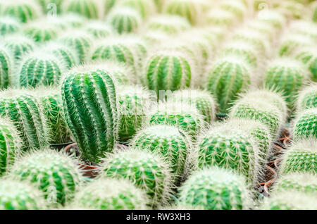 Cactus è il nome scientifico di Mila sp in giardino. Foto Stock