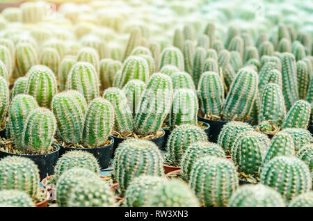 Cactus è il nome scientifico di Mila sp in giardino. Foto Stock