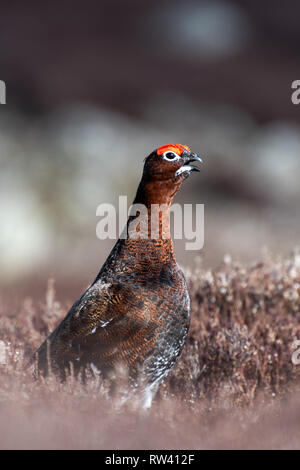 Rosso maschio di gallo cedrone, Lagopus lagopus, sulla brughiera in primavera, a partire a rivendicare il loro territorio. Askrigg, North Yorkshire, Regno Unito. Foto Stock