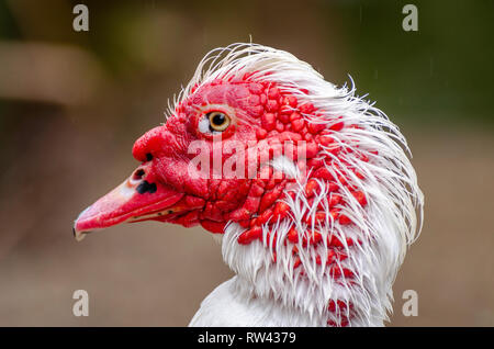 Anatra muta (Cairina moschata), Franklin Canyon, Los Angeles, CA. Foto Stock