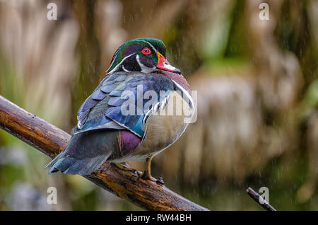 Un maschio di anatra di legno (Aix sponsa) posatoi su un ramo sotto la pioggia, Franklin Canyon, Los Angeles, CA. Foto Stock