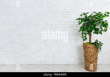 Ficus albero in vaso Foto Stock