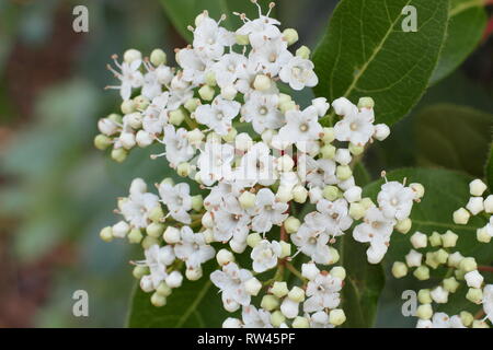 Viburnum tinus 'Bianco francese'. Fioritura invernale arbusto sempreverde chiamato anche "Laurustinus Bianco francese' in febbraio, UK. Modulo Gas Anestetici Foto Stock