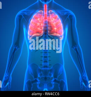 Umano Sistema respiratorio polmoni anatomia Foto Stock