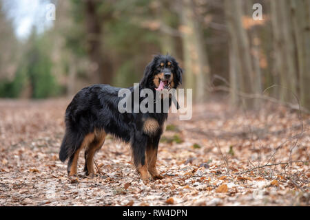 Bello cane hovawart razza di guardia dalla germania Foto Stock