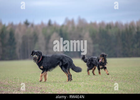 Bello cane hovawart razza di guardia dalla germania Foto Stock