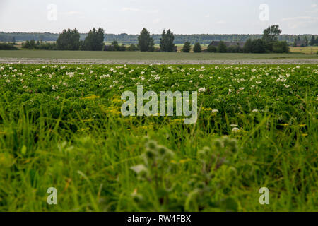 Patate piante con fiori di colore bianco che cresce su campo gli agricoltori. Paesaggio con la fioritura di patate. Paesaggio estivo con campo verde, legno e cielo blu. Foto Stock