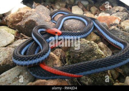 Blu: la malese Serpente corallo Foto Stock