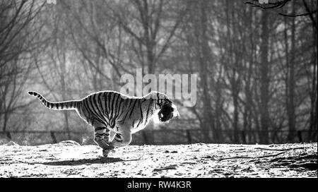 Tigre Siberiana in esecuzione nella neve. Cina. Harbin. Mudanjiang provincia. Hengdaohezi park. Parco della Tigre Siberiana. L'inverno. Hard frost. Foto Stock