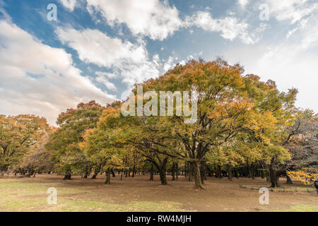 Momiji (acero) i colori autunnali, la caduta delle foglie tramonto a Yoyogi Park in Shibuya, Tokyo, Giappone Foto Stock