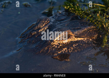 Il coccodrillo americano (Alligator mississippiensis) crogiolarsi al tramonto Foto Stock