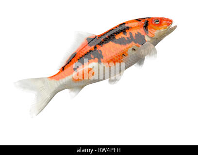 Carpe Koi pesce su sfondo bianco con percorso di clipping, 3d illustrazione Foto Stock