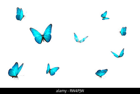 Blue Butterfly isolato sul retro bianco terreno , 3d illustrazione Foto Stock