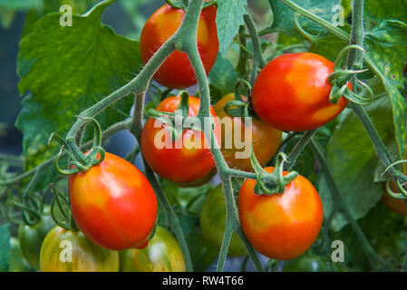 Britains colazione pomodori affetti da greenback Foto Stock