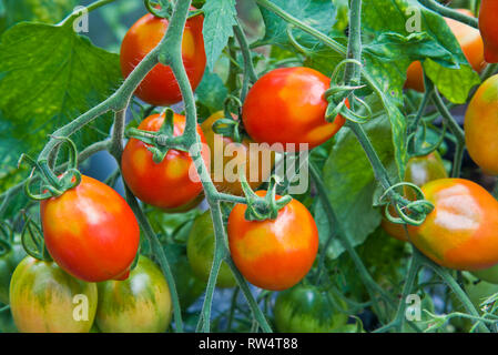 Britains colazione pomodori affetti da greenback Foto Stock