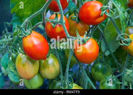 Britains colazione pomodori affetti da greenback Foto Stock