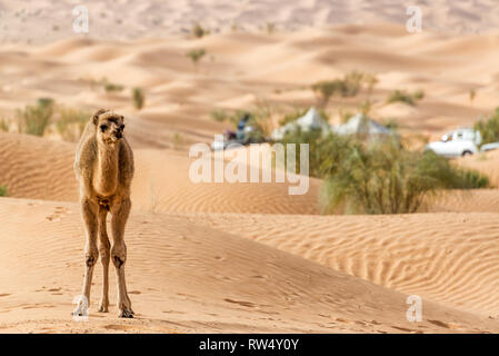 Giovani cammello da soli in piedi tra le dune del deserto del Sahara vicino a Douz, Tunisia