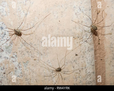 Opiliones, harvestmen, daddy longlegs Opiliones harvestmen daddy longlegs Foto Stock