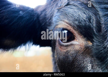 Primo piano della testa e dell'occhio della mucca nera Foto Stock