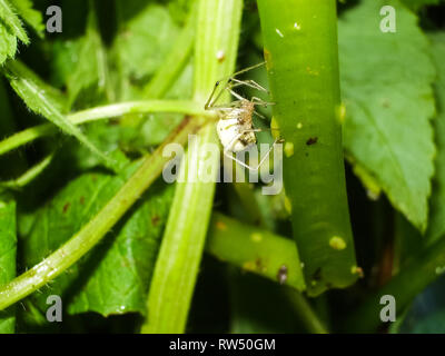 Spider animale artropodi Foto Stock