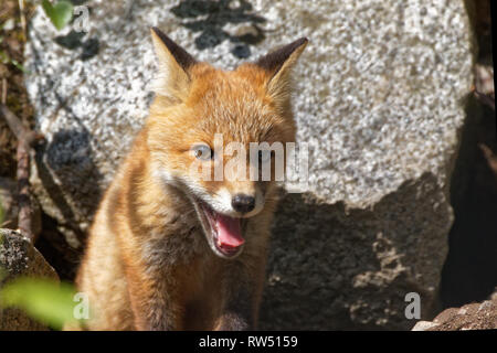 Volpe (Vulpes vulpes) cucciolo ritratto nella luce del sole nella foresta. Carino little red fox passeggiate fuori del nido. Foto Stock