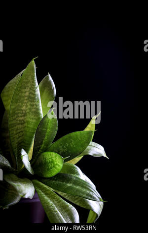 Pianta verde close up su sfondo nero Foto Stock