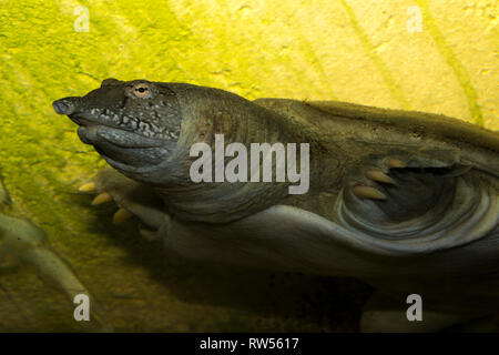 Chinese softshell turtle (Pelodiscus sinensis) Foto Stock