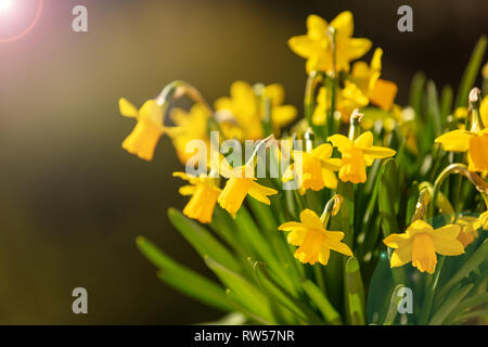 Primavera, Pasqua. Fiori di Primavera, Yellow Daffodils marrone su sfondo astratto Foto Stock