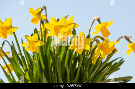 Primavera, Pasqua. Fiori di Primavera, giallo narcisi sul cielo blu sullo sfondo Foto Stock