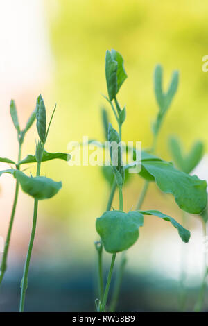 Lathyrus odoratus. Pisello dolce piantine Foto Stock