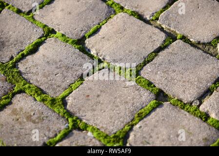 Moss (Bryophyta): verde vivace moss crescente tra i giunti di cemento grigio pavimentazione Foto Stock