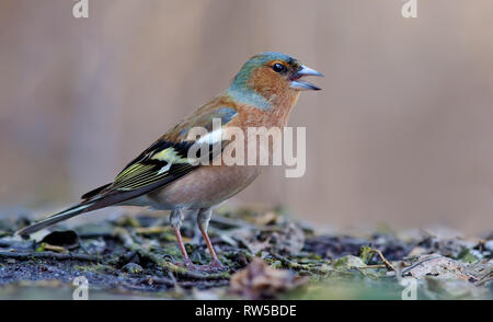 Fringuello comune di chiamata o di cantare con becco aperto Foto Stock