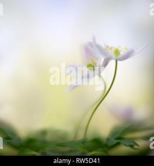 Una coppia di legno di anemoni impigliato nell'amore abbracciare. Bianco Rosa selvatica macro di fiori in soft focus. Flower close up con due fiori selvatici. Foto Stock